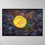 Leopard Mushroom posters