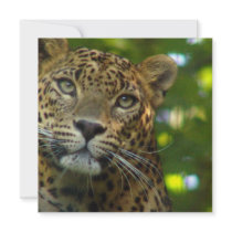 Leopard Photo Invitation