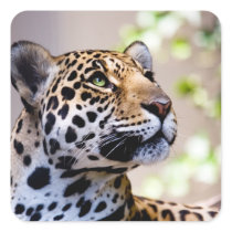 Leopard Photograph
