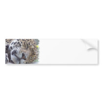 Leopard Picture Bumper Sticker