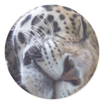 Leopard Picture Sticker