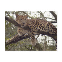 Leopard Postcard