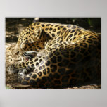 Leopard Poster posters