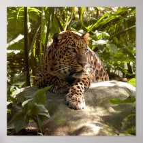 Leopard Poster