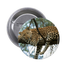 Leopard Resting in Tree Button