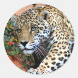 Leopard Stalking Macro Round Sticker