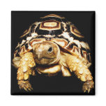 Leopard Tortoise magnets