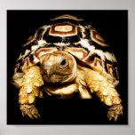 Leopard Tortoise posters