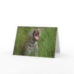 Leopard yawning (Card)
