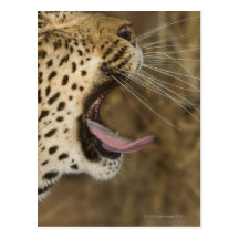 Leopard yawning, Greater Kruger National Park, Postcards
