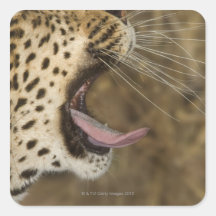 Leopard yawning, Greater Kruger National Park, Square Stickers