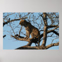 Leopard Yawns While Sitting on a Tree Limb posters