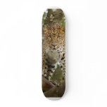 LeopardCheetaro004
