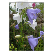 Les Belles Fleurs Card