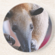 Lesser Anteater Drink Coaster