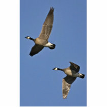 Lesser Canada Geese in Flight Photo Sculpture