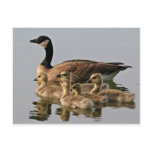 Lesser Canada Goose Brood postcards