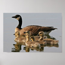 Lesser Canada Goose Brood Poster