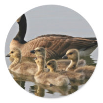 Lesser Canada Goose Brood Sticker
