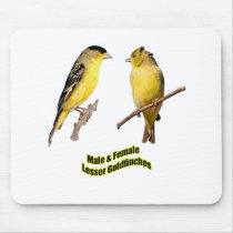 Lesser Goldfinches