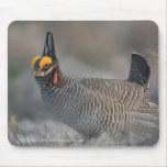 Lesser Prairie Chicken mousepads