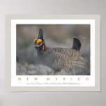 Lesser Prairie Chicken posters