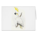 Lesser Sulphur-Crested Cockatoo by Edward Lear cards