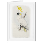 Lesser sulphur-crested cockatoo cards