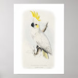 Lesser sulphur-crested cockatoo posters