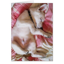 Let Sleeping Dogs Lie Card