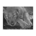 Let Sleeping Dogs Lie! postcards
