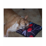 Let Sleeping Dogs Lie t-shirts