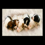 let sleeping pups lie posters