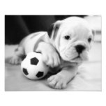 Let's Play Soccer!  English Bulldog Puppy photography