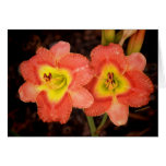 leurs oranges cards