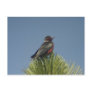 Lewis' Woodpecker Postcard