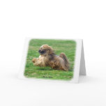 Lhasa Apso 9P30D-205 cards