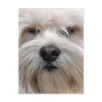 Lhasa Apso Postcard
