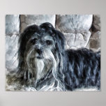 Lhasa Apso Print