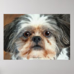 Lhasa Apso Toy Dog Mixed Media Painting Posters