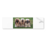 Lhasa Apso Trio bumper stickers