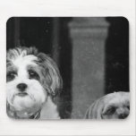 Lhaso Apso x Yorkie and a Poodle x Shitzu mousepads