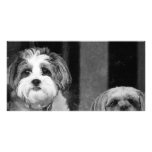 Lhaso Apso x Yorkie and a Poodle x Shitzu Customized Photo Card