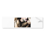 Lick bumper stickers