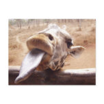 Licking Giraffe postcards