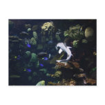 Life Aquatic postcards