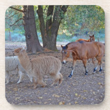 Life at the ranch beverage coasters