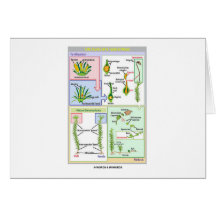 Life Cycle Of A Typical Moss (Bryophyte) Cards