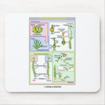 Life Cycle Of A Typical Moss (Bryophyte) Mousemats