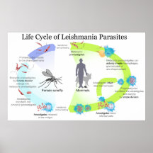 Life Cycle of Parasites from Genus Leishmaniasis Print